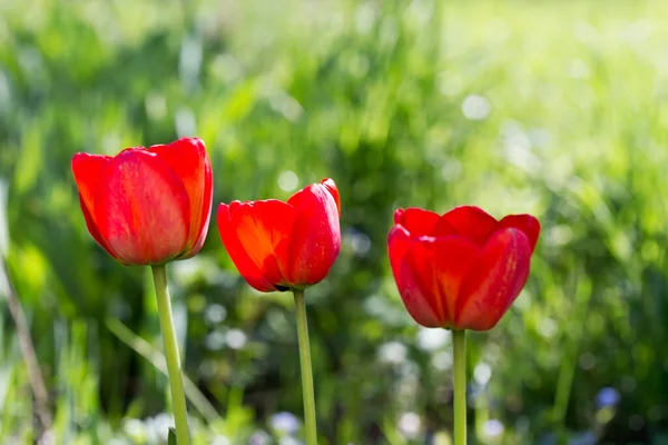 Güzel bahar çiçekleri. Bunlar lale. Güzel bir bahar günü.
