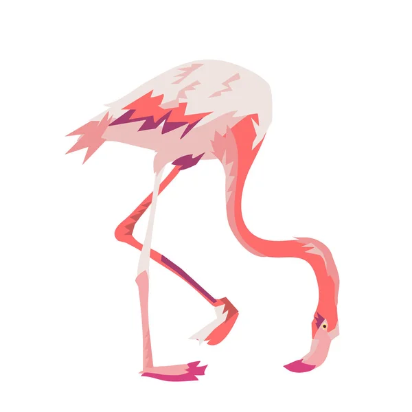 Pink flamingo vector illustration — Stock Vector