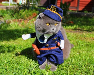 İskoç fold kedi bir polis takım elbise, mavi üniforma, kap, doğa yerde ve çok dikkatli bir şekilde oturan, uzağa arıyorsunuz, bir ciddi çalışan, defans