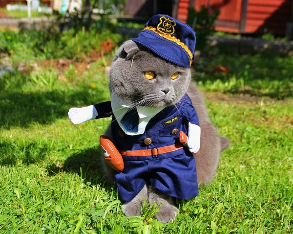 Szkocki Zwisłouchy Kot Garnitur Policji Jednolity Niebieski Wpr Siedzi Przyrodę — Zdjęcie stockowe