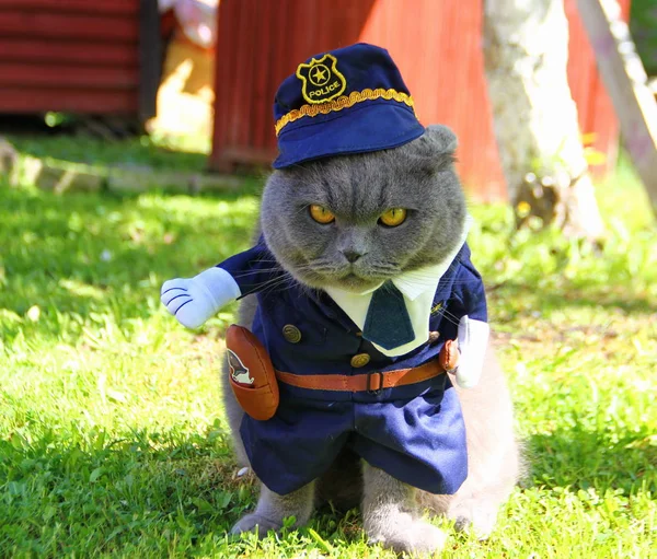愤怒的警察猫 在蓝色制服 在盖帽 灰色苏格兰折叠猫 保持命令 — 图库照片