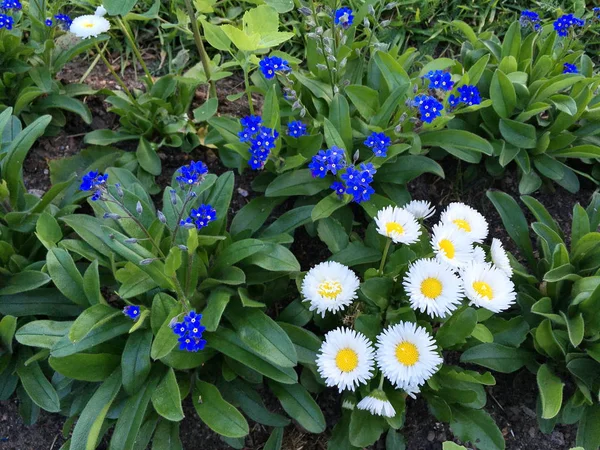 Piękne Kwiaty Małe Soczyste Niebieski Alpine Zapomnieć Doskonały Kontrast Przeciwko — Zdjęcie stockowe