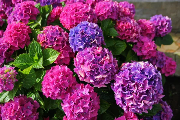 Vacker Hortensia Blomma Rosa Lila Blå Färg Stor Blomställning Form — Stockfoto