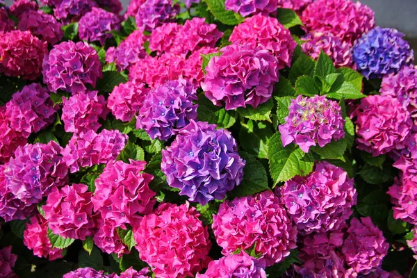 Vacker Hortensia Blomma Rosa Lila Blå Färg Stor Blomställning Form — Stockfoto