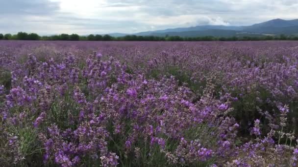 Ett Stort Fält Lavendel Lummiga Buskar Skaka Vinden Planterade Rader — Stockvideo