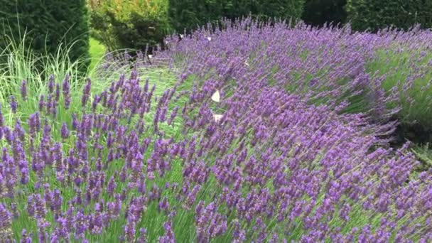 svěží velké levandulové keře s fialové květy, poblíž které létají hodně včel k vytvoření levandulový med, bílý motýlů, kvetoucí zahrada, cypress na pozadí 