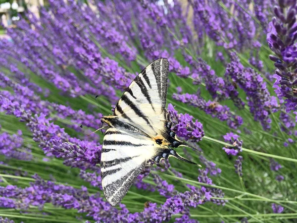 Πεταλούδα Ιστιοφόρο Ριγέ Καθίστε Ένα Λουλούδι Μωβ Λεβάντα Φυσικό Φύσης — Φωτογραφία Αρχείου