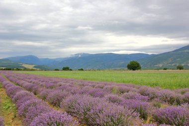 gür çalılık koca Balkan Dağları arka plan, Bulgaristan, yarımkürede mor lavanta, yeşil alan, yol görünümünü
