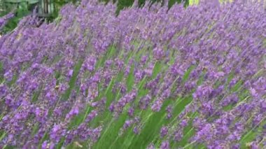 Mor lavanta gür çalılık hangi sinek arılar ve kelebekler, doğa doğal, Bahçe, gevşeme ve aromaterapi yakın: