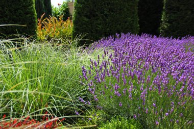 Mor lavanta, çiçek Bahçe, rahat bir yerde diğer yeşil bitkiler, kırpılmış selvi arka plan üzerine Bush, gür
