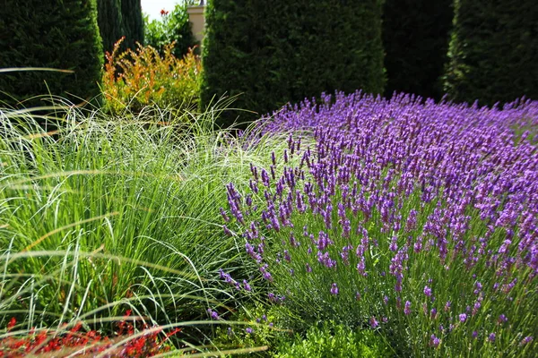 Mor lavanta, çiçek Bahçe, rahat bir yerde diğer yeşil bitkiler, kırpılmış selvi arka plan üzerine Bush, gür