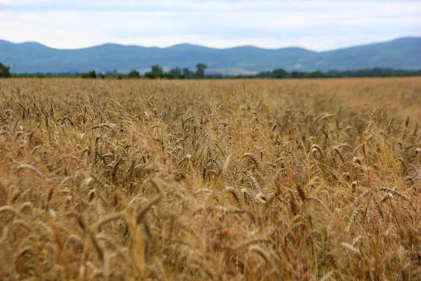 büyük alan plaka bitkiler çavdar, kahverengi, Buğday rengi ile karşı dağlar, tahıl tarım arazisi