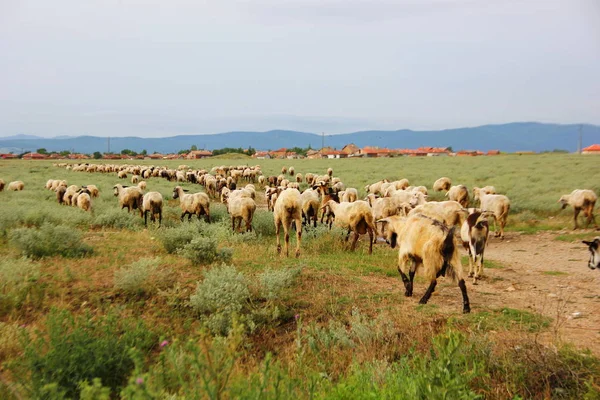 Herd White Black Sheep Goes Green Field Graze Mountain Range — Stock Photo, Image