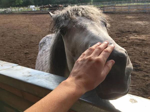 beautiful gray horse in White Apple, close-up of the face, reaching for the human hand, curly mane, excellent anti-stress communication, animal therapy