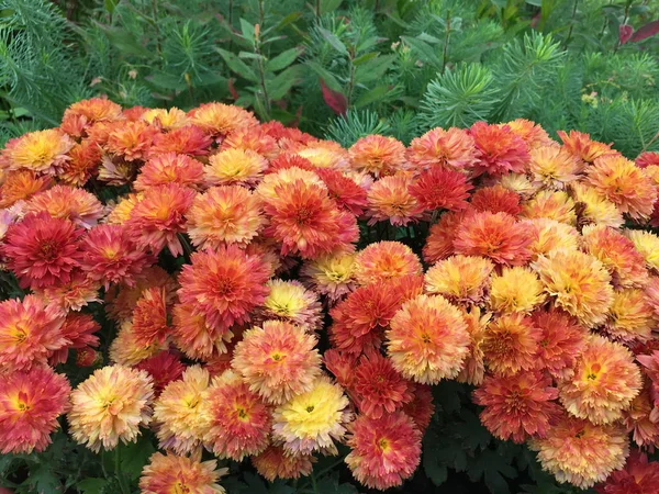 Schöne Chrysanthemenblüten Braunes Orange Herbsttöne Gamma Grüne Pflanzen Hintergrund Nadelmoos — Stockfoto