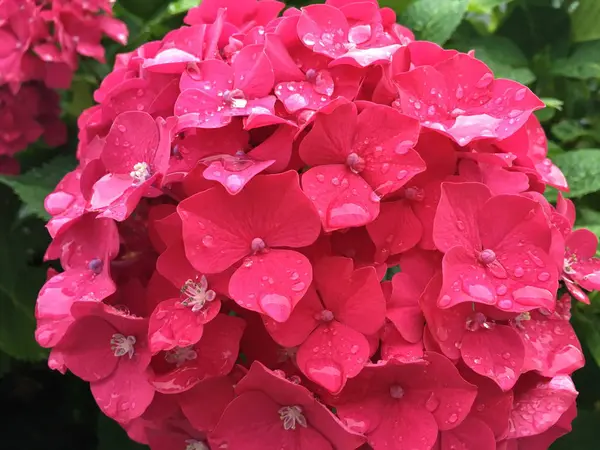 Vacker Hortensia Formen Bollen Skapa Mängd Blomställningar Ljust Rosa Röd — Stockfoto