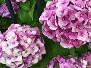 ortanca, önümüzdeki formu bir top, hassas renk pembe, damla, yeşil yaprakları su