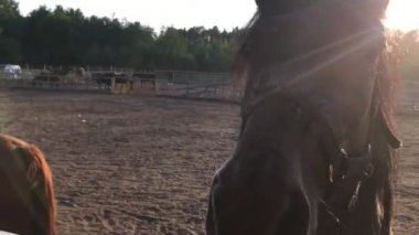 iki güzel atlar gri beyaz ve siyah, iletişim, petted istiyorum çizilir ve koklama kamera, burun, burun delikleri çok yakın, eğlenceli, merak, sevişme Hayvanat Bahçesi, kapatmak