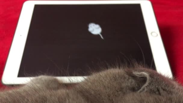 Современные Технологии Игрушки Прогресс Шотландская Кошка Ленивая Глаза Смотрят Мышь — стоковое видео