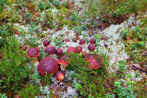 Veel Witte Champignons Met Donkere Bruine Hoed Groeien Een Groot — Stockfoto