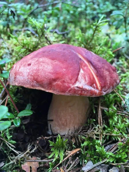 Grand Champignon Blanc Dans Une Pinède Pousse Dans Mousse Chapeau — Photo