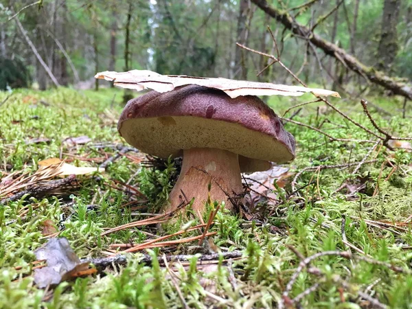 Représentant Chic Champignon Blanc Dans Une Pinède Gros Spécimen Brun — Photo