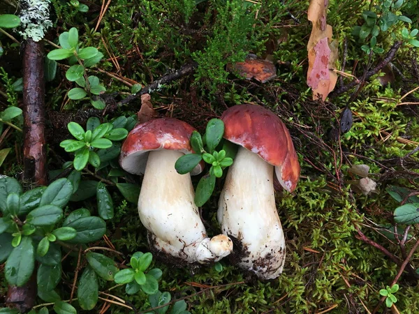 Famille Cèpes Deux Grands Champignons Minuscule Champignon Retirés Allongés Sur — Photo