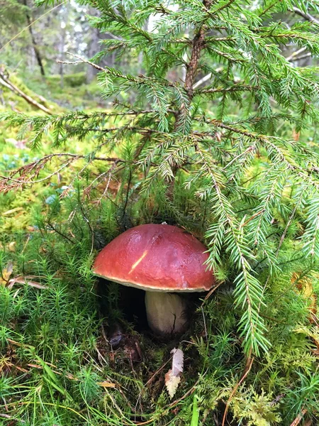 Een Mooie Sterke Witte Champignon Met Een Bruin Hoed Groeit — Stockfoto