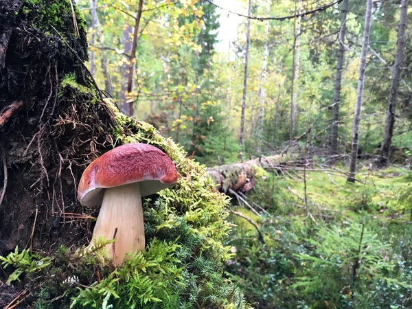 kahverengi şapkalı bir güzel, sağlam beyaz mantar, yosun üzerinde duruyor kök sistemi düşmüş bir ağaç, bir orman içinde geçmiş, alışılmadık bir çerçeve ile kaplı.