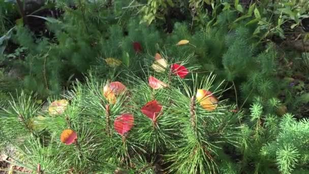 針の黄色 黄色の葉 秋の色 晴れた日にキャッチを忍び寄る秋 ほとんど針葉樹植物で花壇の中で瞬間 — ストック動画