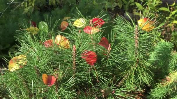 針の黄色 黄色の葉 秋の色 晴れた日にキャッチを忍び寄る秋 ほとんど針葉樹植物で花壇の中で瞬間 — ストック動画