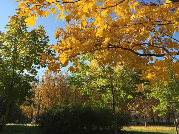 Sonbahar Güneşli Gün Parlak Sarı Ağaç Üzerinde Yaprak Yalan Yere — Stok fotoğraf