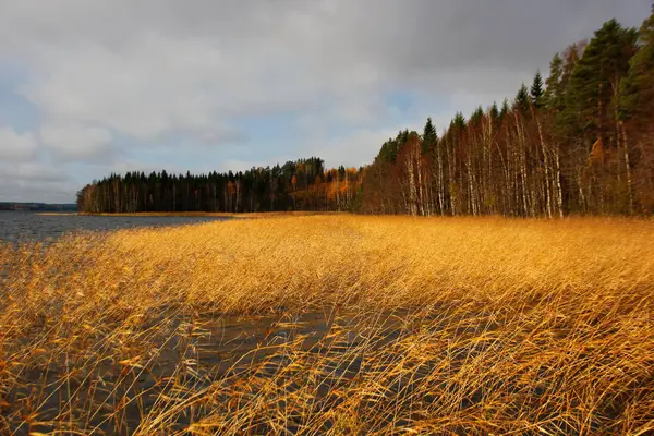 Zonnige Herfstdag Gele Gras Blauw Water Gemengd Bos Wal Kerstbomen — Stockfoto