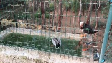 çiftlik, ördekler, çok aktif bir davada yüzüyor, Dalış küçük bir havuz, komik davranış, çalkalanıyordu sesler, kuşlar cıvıl cıvıl