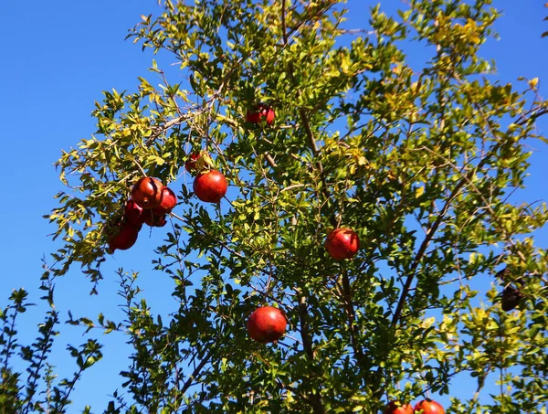 Soczysty Dojrzałe Czerwone Granaty Wiszące Drzewo Owoc Upraw Zielone Liście — Zdjęcie stockowe