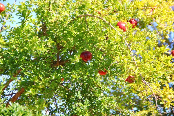 Saftigt Mogna Röda Granatäpplen Hänger Trädet Frukten Gröda Blad Gröna — Stockfoto