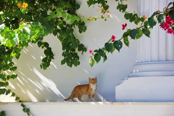 Kleine Rode Kitten Met Witte Borst Muur Achtergrond Column Bloeiende — Stockfoto