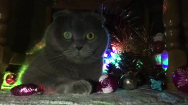 çeşitli Noel süsleri, yanıp sönen bileşimi çelenk, Noel ağacına asılı oyuncakları, köşeler arasında tüm süslemeleri farklı boyutlarda bir gri İskoç fold kedi
