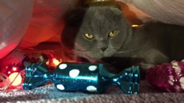 Yeni yıl süründüm, İskoç fold gri kedi yazıt mutlu yeni yıl, yanıp sönen çelenk, Noel oyuncaklar ortaya konulan Altın şapkalı giyinip