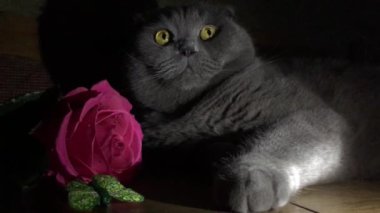 gri İskoç fold yalan, yanında güzel bir gül, kırmızı, sarı gözler, kedi seyir farklı yönlere, tatil, Sevgililer günü, Dünya Kadınlar günü, alacakaranlık