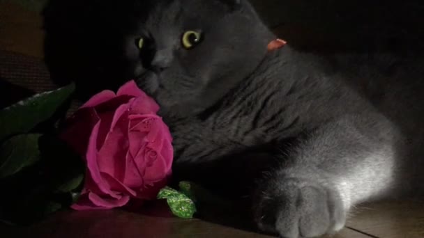 Gato Plegable Escocés Gris Acostado Junto Una Hermosa Rosa Rojo — Vídeos de Stock