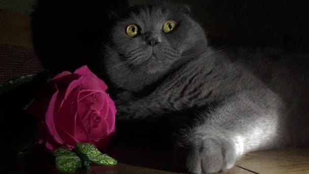 Γκρι Σκωτίας Διπλώστε Γάτα Ξαπλωμένη Δίπλα Ένα Όμορφο Τριαντάφυλλο Κόκκινα — Αρχείο Βίντεο