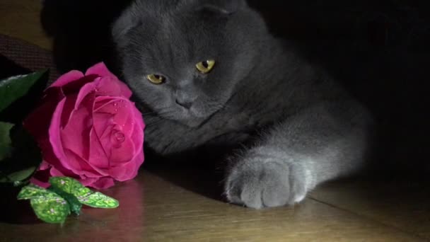灰色的苏格兰折叠猫躺在 旁边是一朵美丽的玫瑰 琥珀色的眼睛 看着不同的方向 情人节 国际妇女节 — 图库视频影像
