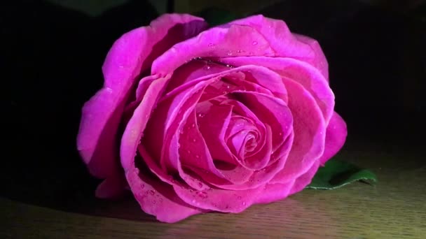 美丽的 大粉红色的玫瑰 大量的花瓣 灯光差异 所有的花的魅力显示在这个视频 — 图库视频影像