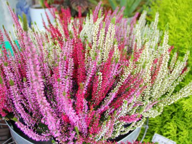 farklı renkler, pembe, beyaz, mor, yemyeşil yeşil Selvi ve arka planda bir demir kova içinde yemyeşil Heather Bush