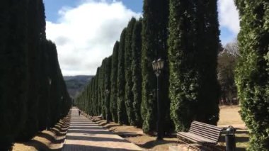 sütunlu cypresses ile Alley, dinlenme için bir tezgah, Kislovodsk harika bir park, ses, Birdsong, güneşli gün