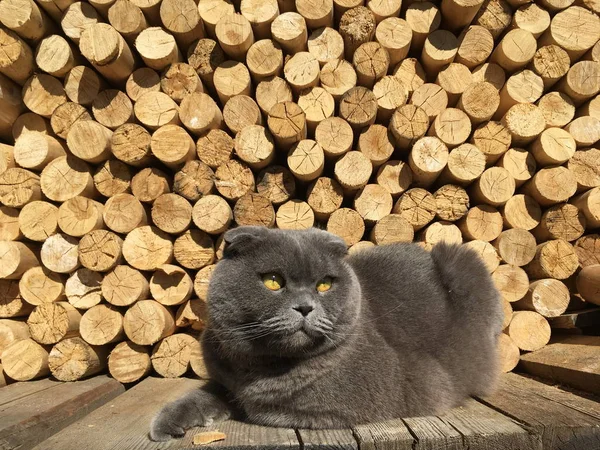 Gray Scottish Fold Cat Lying Wooden Background Wood Cross Section — Stock Photo, Image