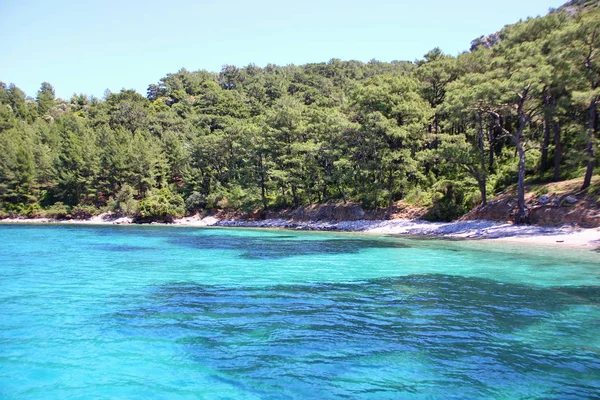 berrak turkuaz su ile harika bir Bay, küçük bir plaj, kıyı yabani bitki örtüsü ile kaplıdır, farklı bitkilerin bir arada, iğne yapraklı ağaçların bir sürü, Türkiye