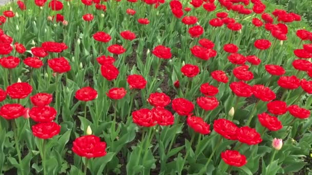 Viele Rote Scharlachrote Tulpen Beet Der Wind Wiegt Die Blumen — Stockvideo