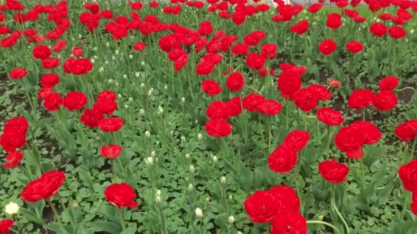 Een Bloembed Met Veel Rode Tulpen Niet Veel Zwaaiend Wind — Stockvideo